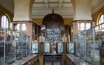 Musée François Tillequin