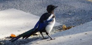 Création de mangeoires en lierre ou macramé│Faune Alfort