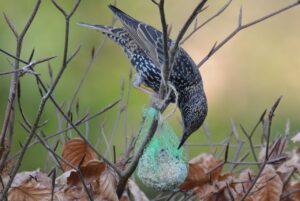 Fabrication de boules de graisse │Faune Alfort