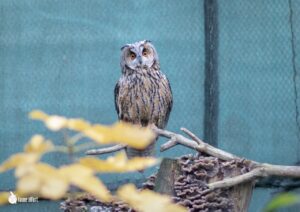 Elaboration d’autocollant anticollision pour vitres │ Faune Alfort