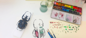 Initiation au dessin naturaliste │Estelle&nbsp;Cruz