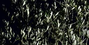 Tendre l’oreille | projection de films d’études du Master DEMC