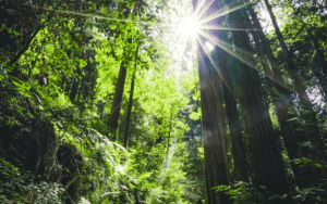 Conférence « La vie sensible des plantes »